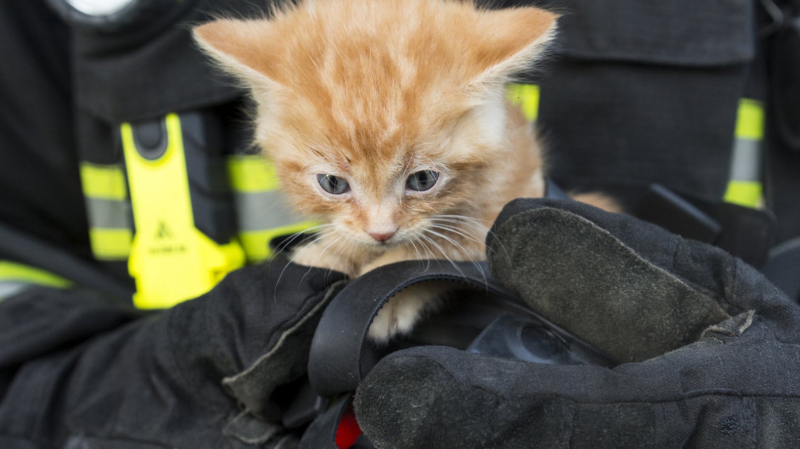 Einsatzkräfte haben ein Kätzchen gerettet. Symbolfoto