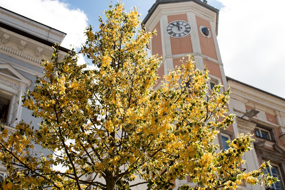 Bilder vom Montag zeigen die gelbe Verfärbung der Bäume am Linzer Hauptplatz.