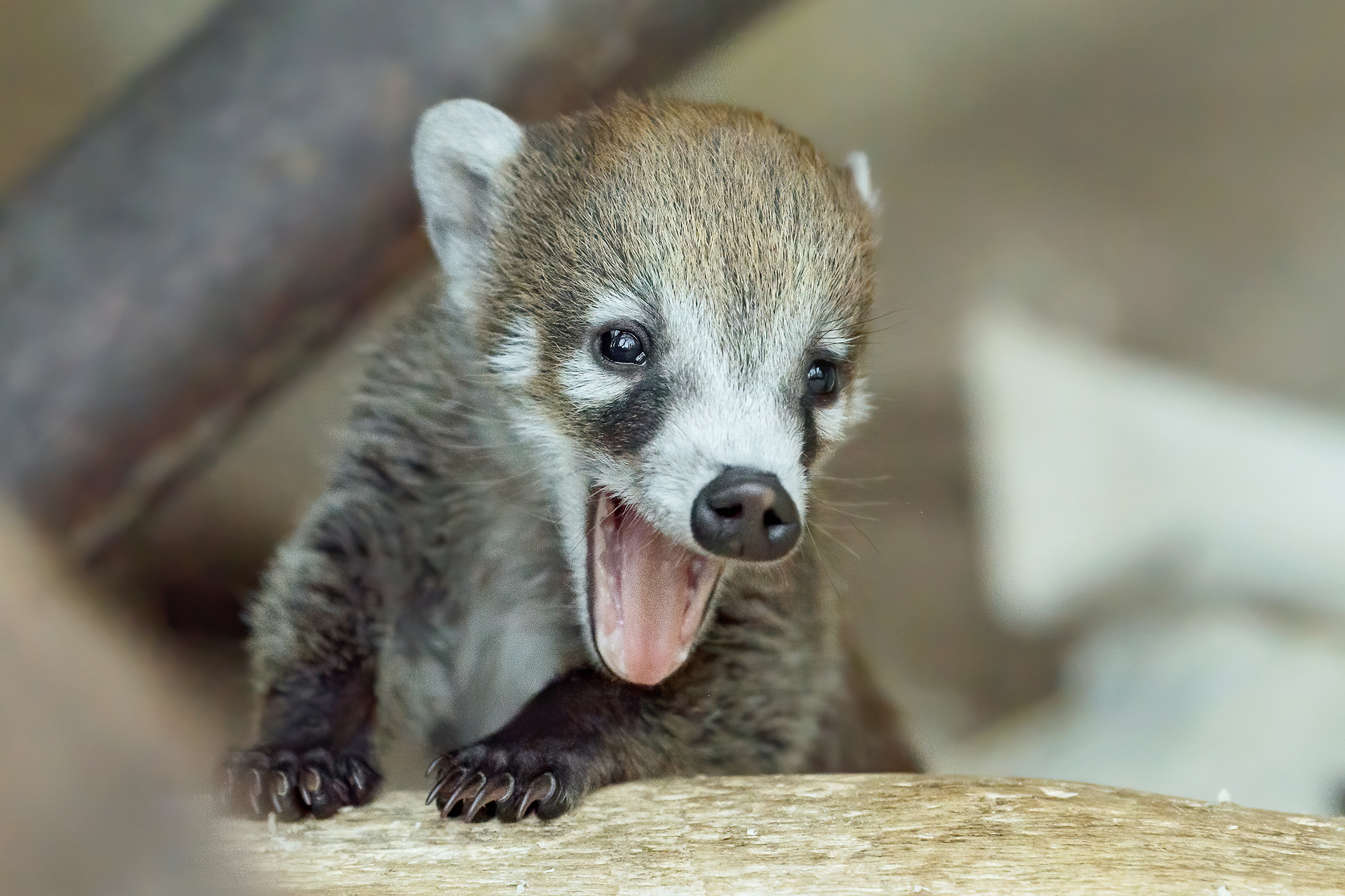 So herzig! Nasenbär-Zwillinge in Schönbrunn zeigen sich So herzig! Nasenbär-Zwillinge in Schönbrunn zeigen sich