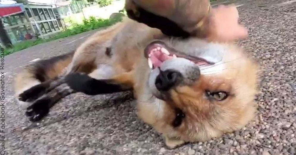 Das tierische Lächeln geht gerade um die Welt.