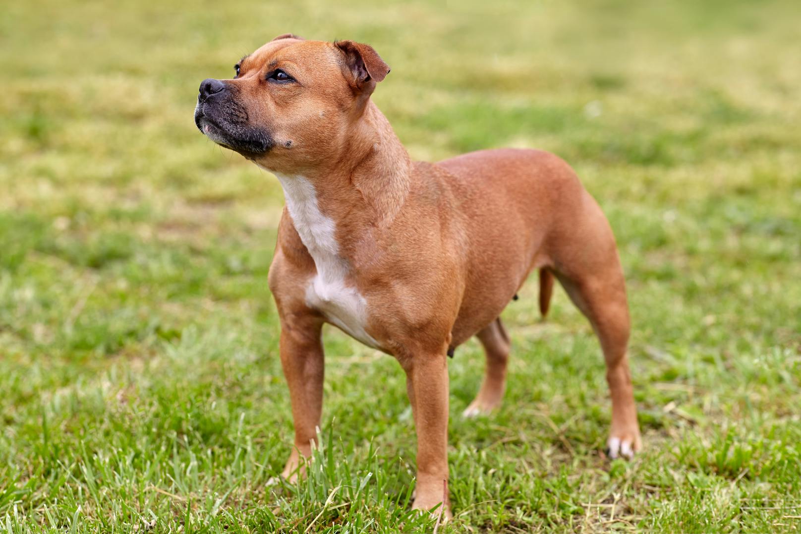 Symbol eines Staffordshire Bullterriers