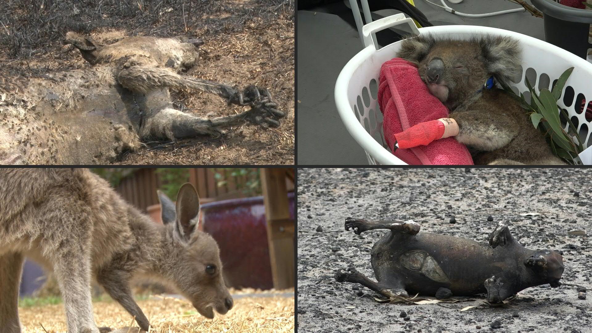 In Australiens Buschfeuern starben 3 Milliarden Tiere In Australiens Buschfeuern starben 3 Milliarden Tiere