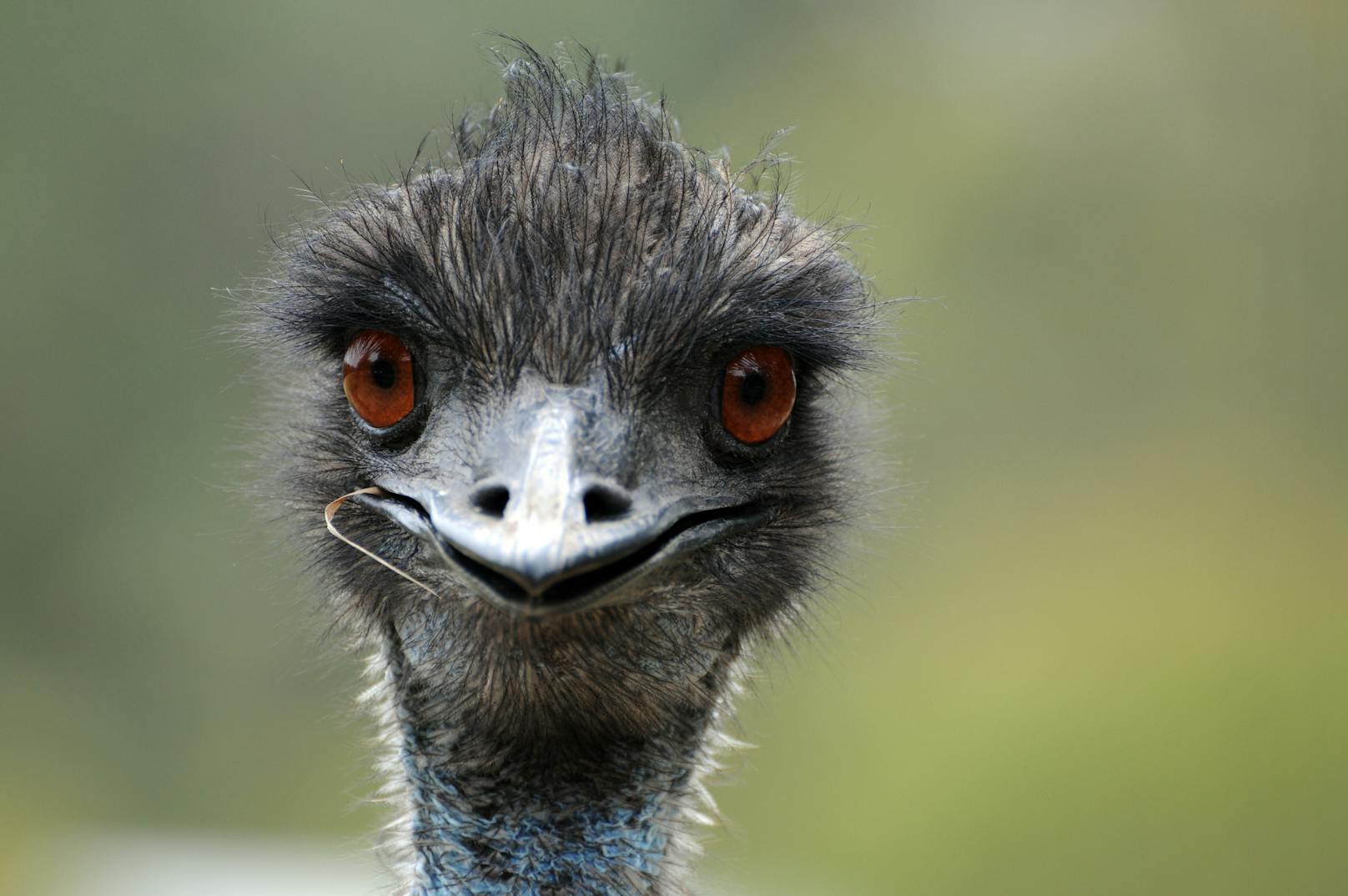 Emus verhielten sich in einem australischen Lokal derart unsittlich, dass sie nun ausgeschlossen sind. 