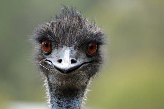 Emus verhielten sich in einem australischen Lokal derart unsittlich, dass sie nun ausgeschlossen sind.