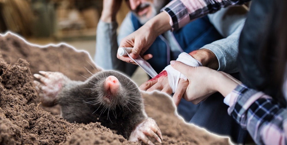 Symbolfoto von Maulwurf und Handverletzung