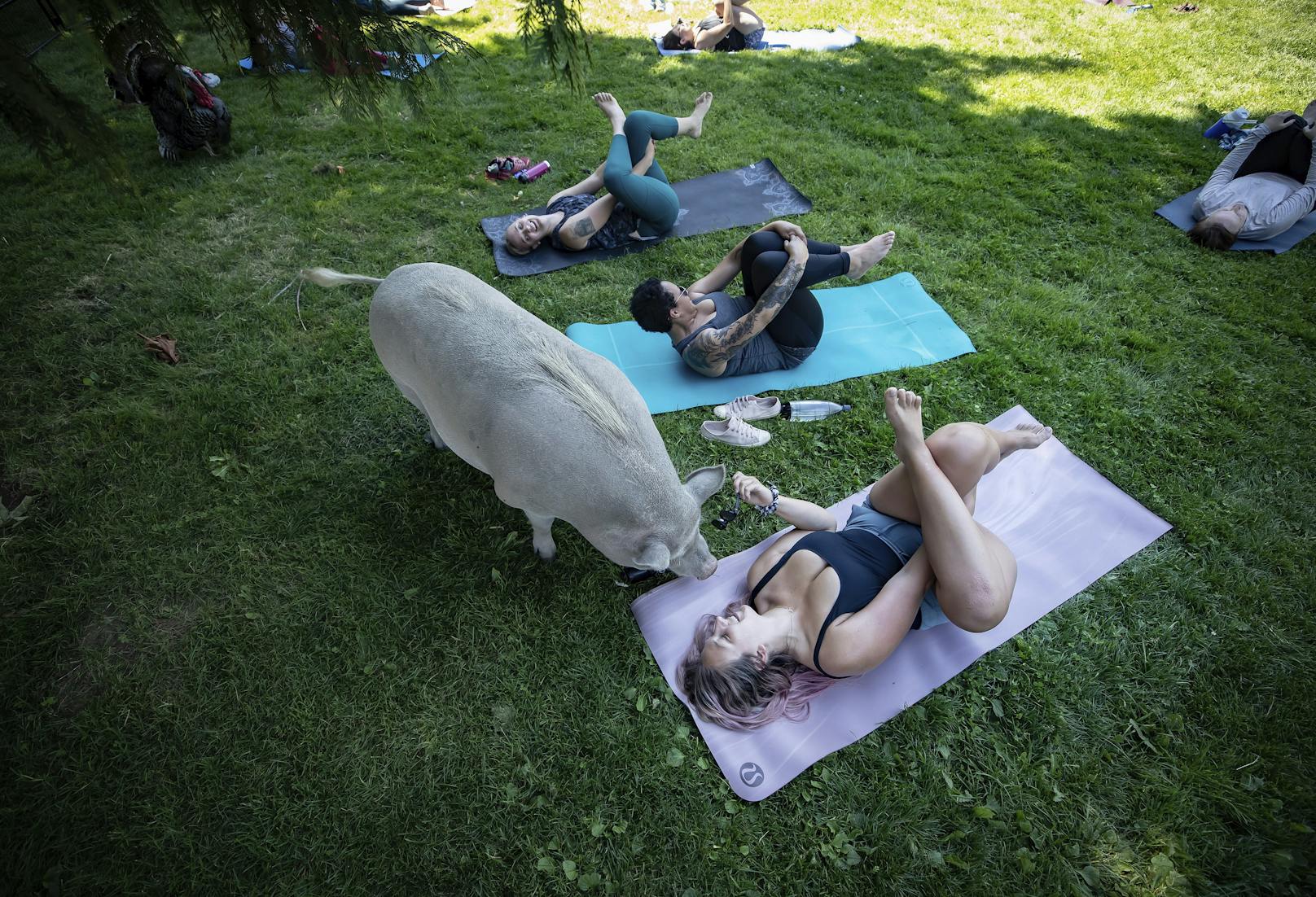 Ziegen-Yoga war gestern. Heutzutage macht man Schweine-Yoga.