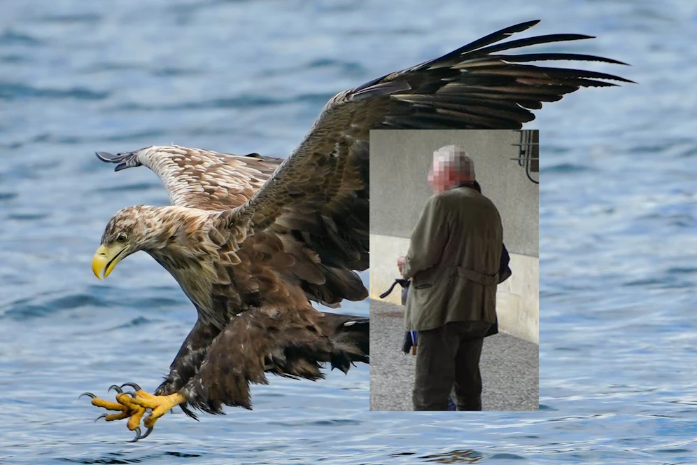 Auch einen Seeadler soll der Jäger vergiftet haben.