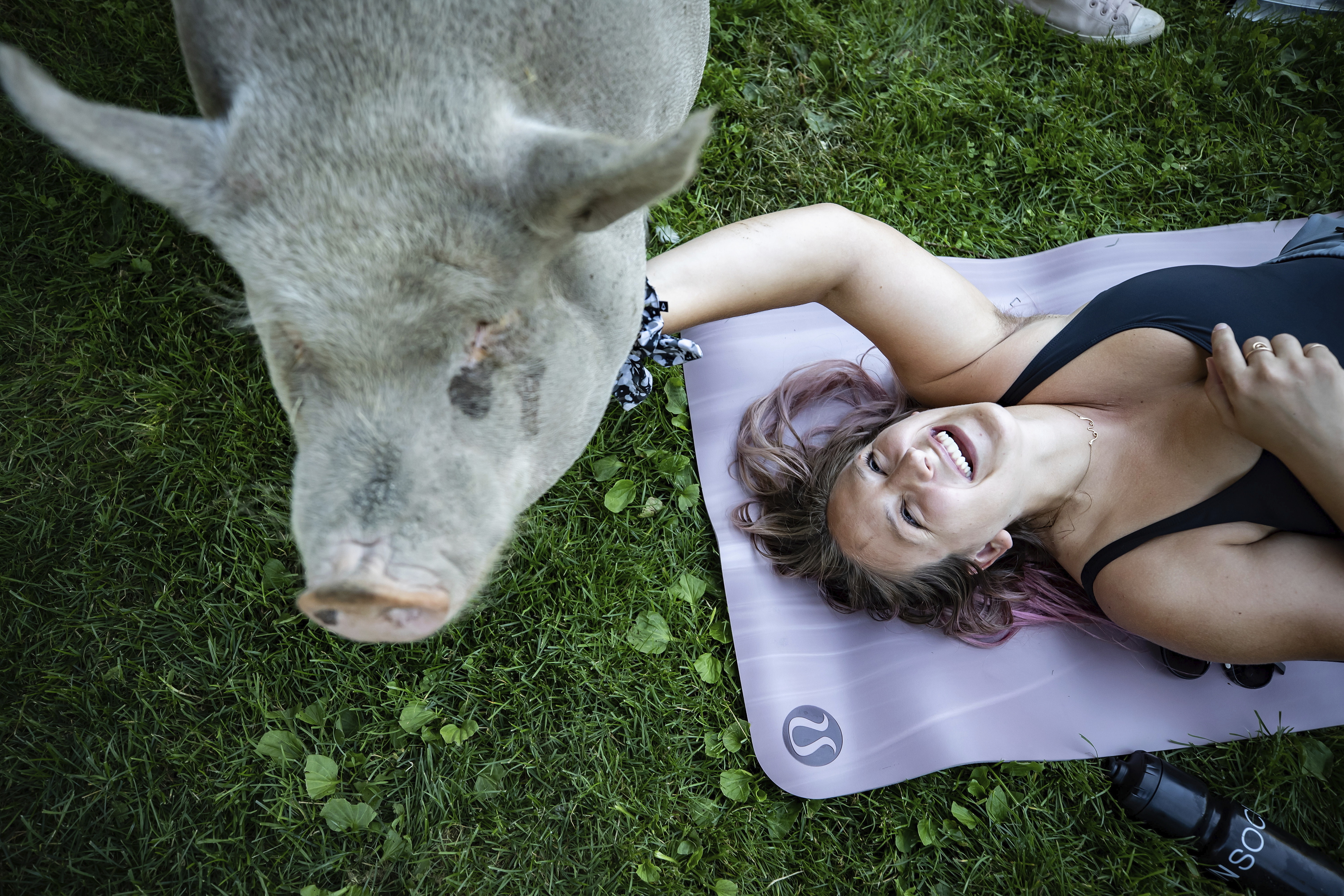 Ziegen-Yoga ist so 2019, heuer sind die Schweine dran Ziegen-Yoga ist so 2019, heuer sind die Schweine dran