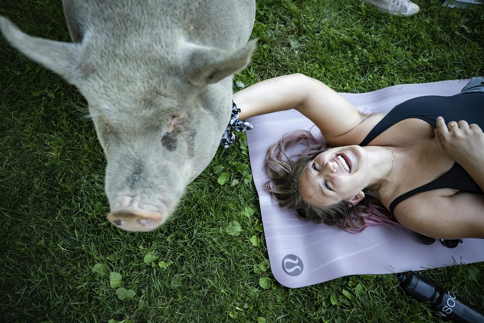 Schweine-Yoga für einen guten Zweck.