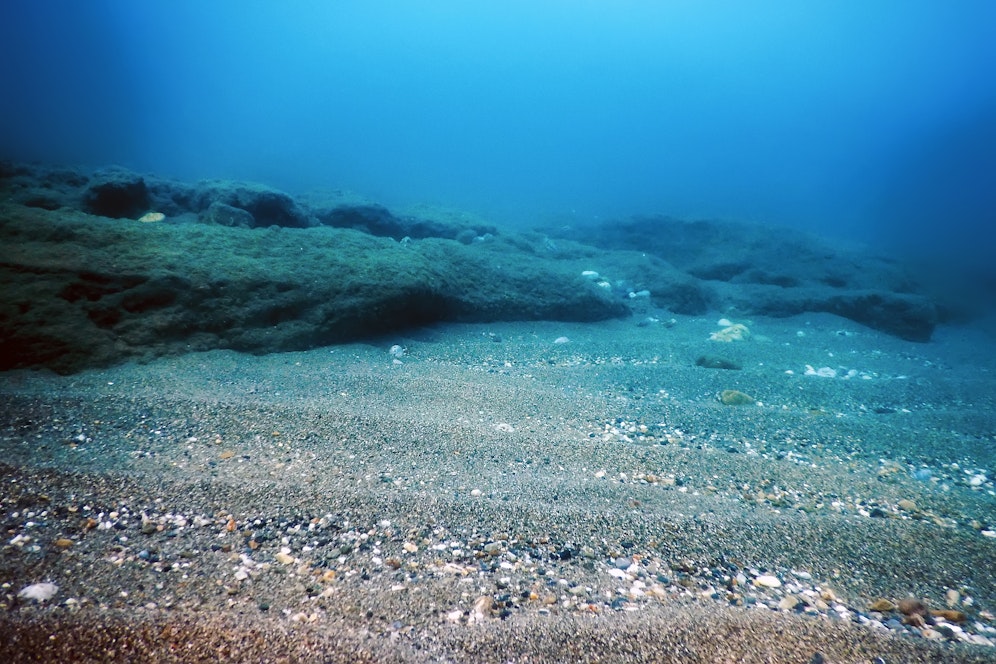 Tief unter dem Grund des Pazifik gibt es Leben.<br>