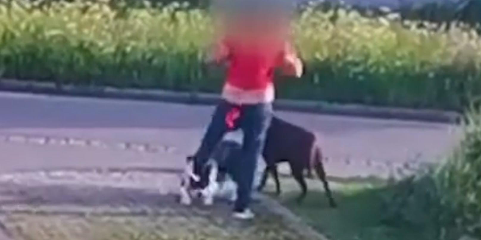 Auf einem Video ist zu sehen, wie die Frau mehrmals auf ihren Hund eintritt.