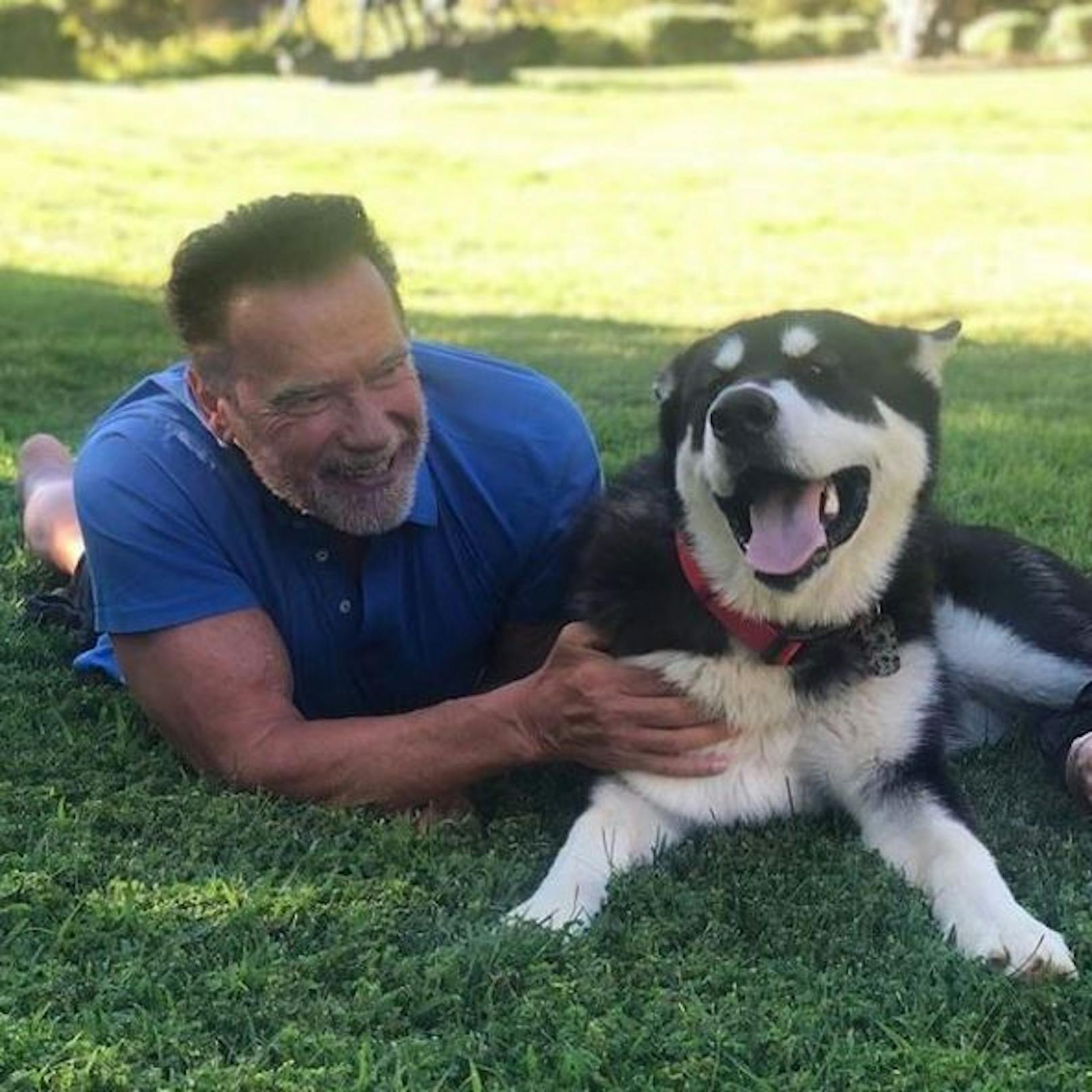 30.7.2020:<strong> Arnold Schwarzenegger</strong> kuschelt hier mit seinem neuen Hund Dutch. "Er hat ein bisschen Angst vor Esel Lulu", verrät der "Terminator".&nbsp;