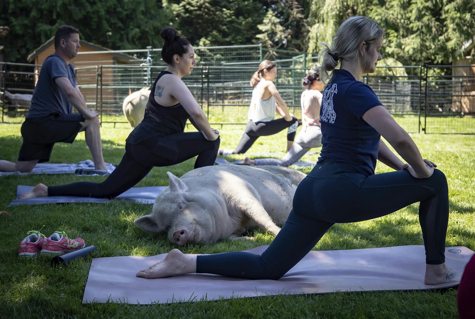 Mit dem Schweine-Yoga soll Spenden gesammelt werden.