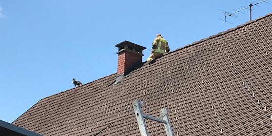 Die Feuerwehr konnte das Kätzchen in Sicherheit bringen.
