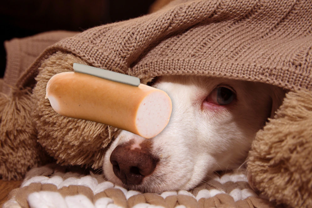 Symbolfoto eines Hundes und einer Wurst mit Rasierklinge.