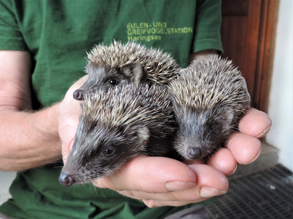 Die drei verwaisten Igelbabys