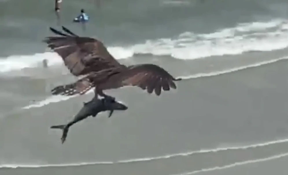 Viele Fragen sich, welches Tier sich der Adler geschnappt hat.