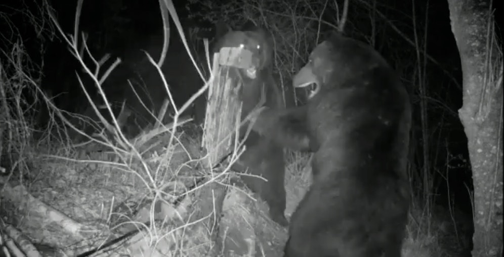 Spektakulärer Revierkampf zwischen zwei Braunbären an der chinesisch-russischen Grenze