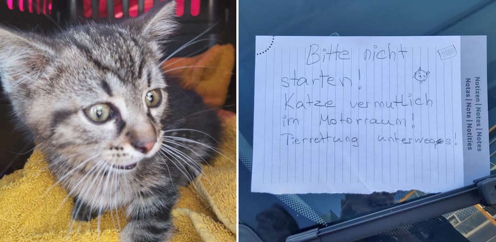 Dieses Katzerl war als blinder Passagier im Motorraum mitgefahren. Auf einem Linzer Parkplatz wurde es ihm dann zu heiß, miaute laut um Hilfe. 