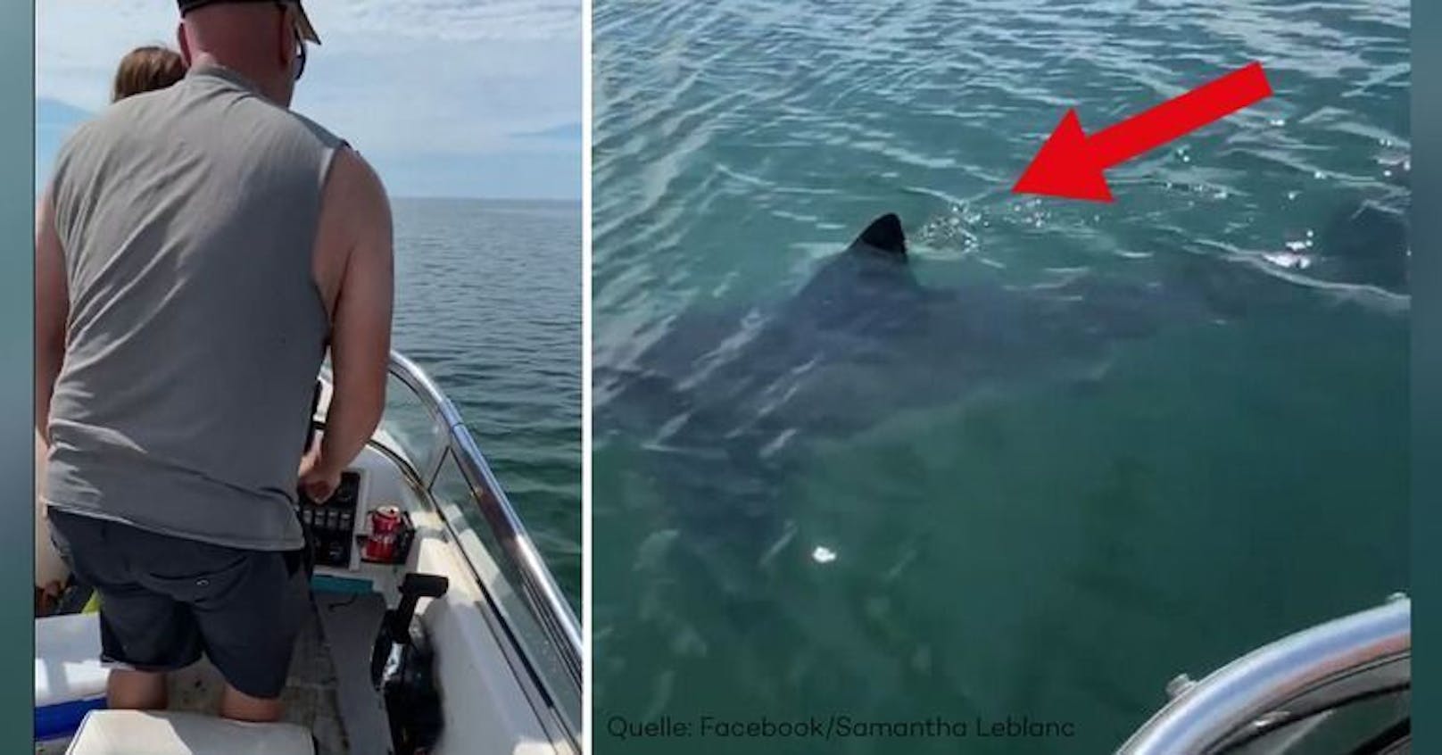 Der Weiße Hai tauchte direkt neben dem Boot auf.