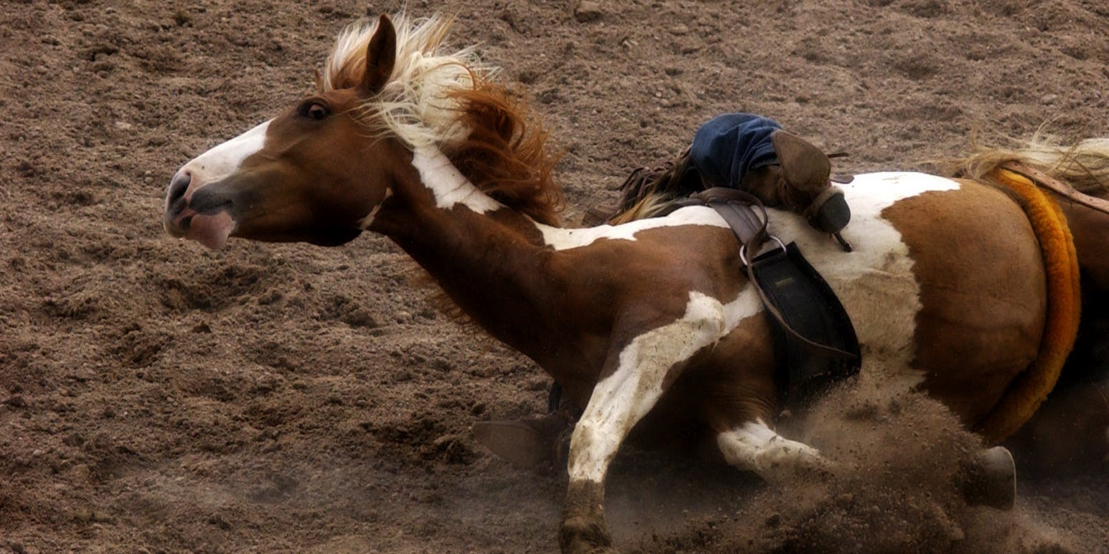 Symbolfoto eines gestürzten Pferdes.