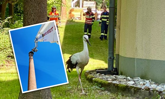 Der Storch wurde zurück ins Nest gehoben.