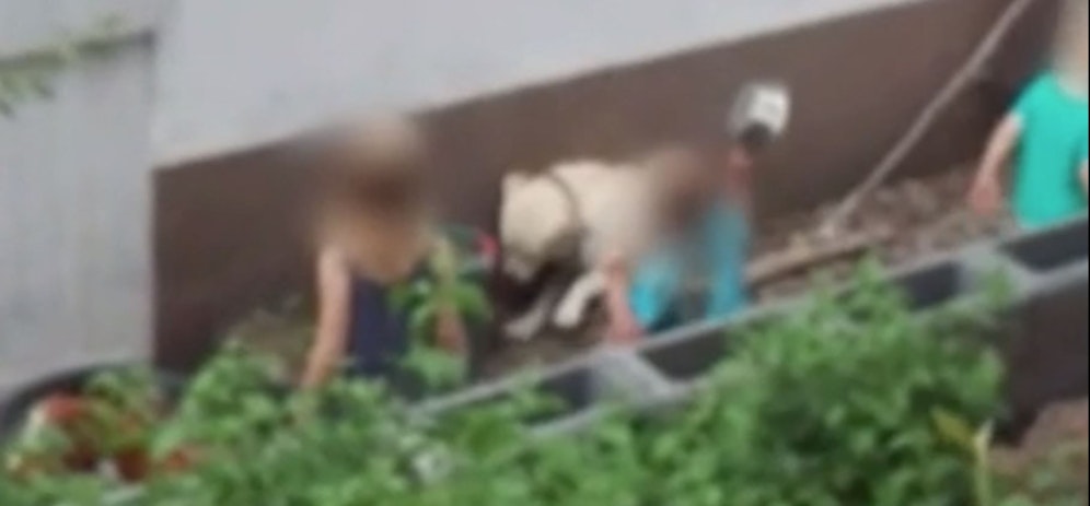 Diese Szenen sind kaum auszuhalten