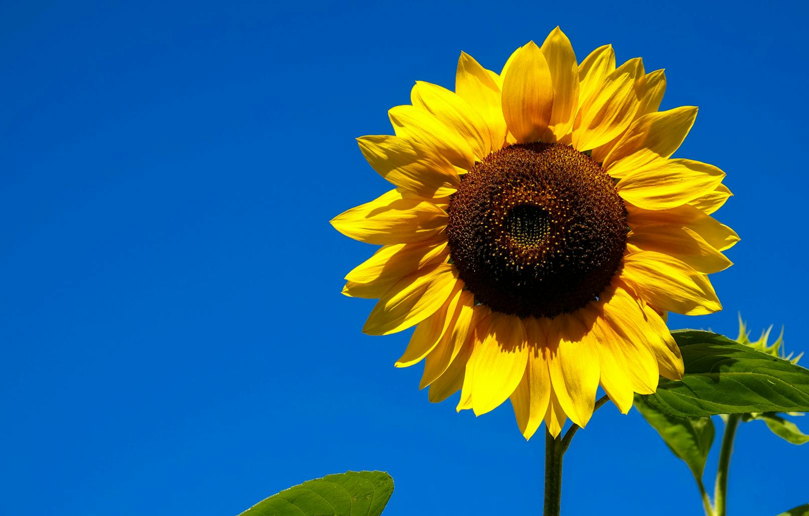 Eine Sonnenblume in Großbritannien hat fast eine Höhe von 7 Metern erreicht - und sie wächst weiter.