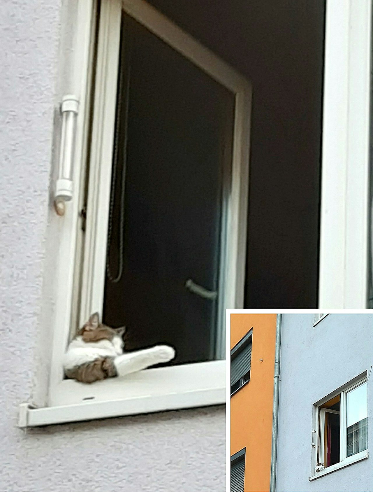 Heute.at - So gemütlich kann nur eine Katze chillen