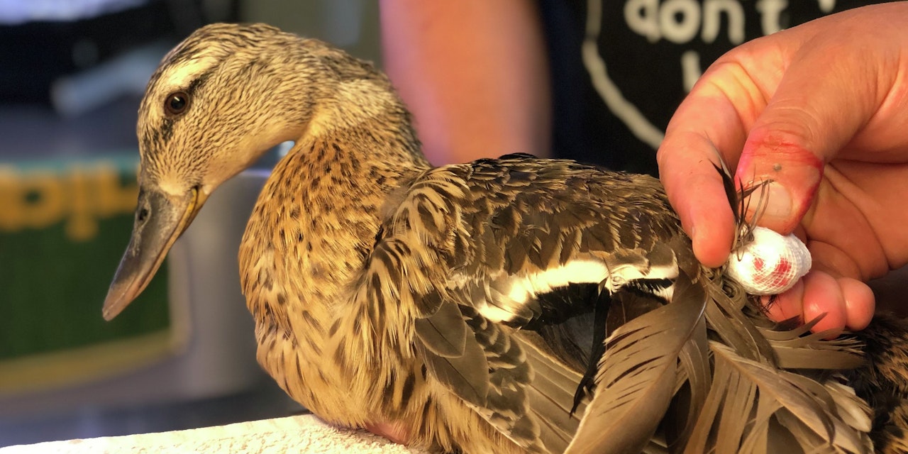 Tierquäler schnitt Ente Füße ab 2.000 Euro Kopfgeld HeuteTierisch
