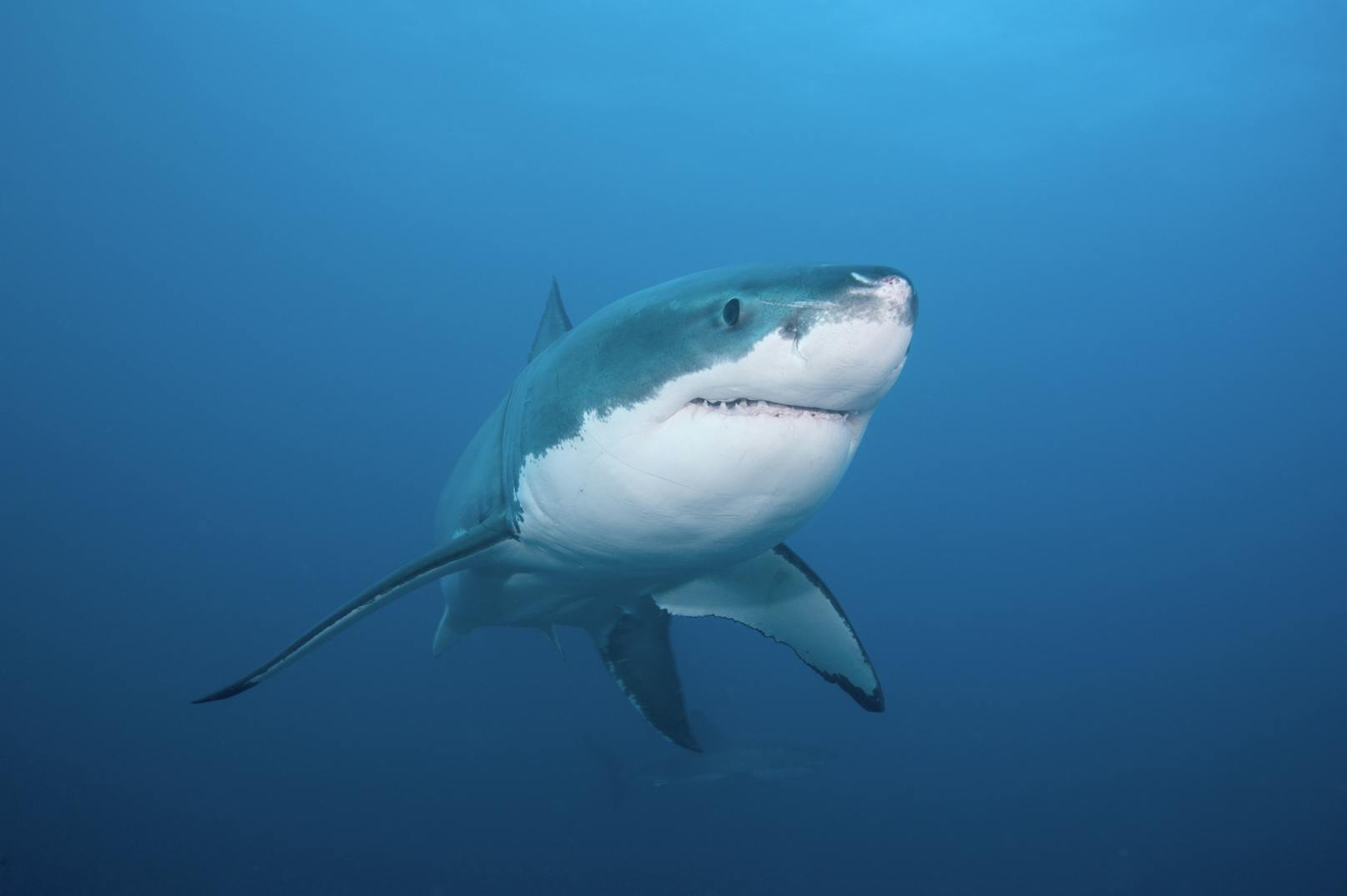 Es ist bereits die achte Hai-Attacke in Australien in diesem Jahr.