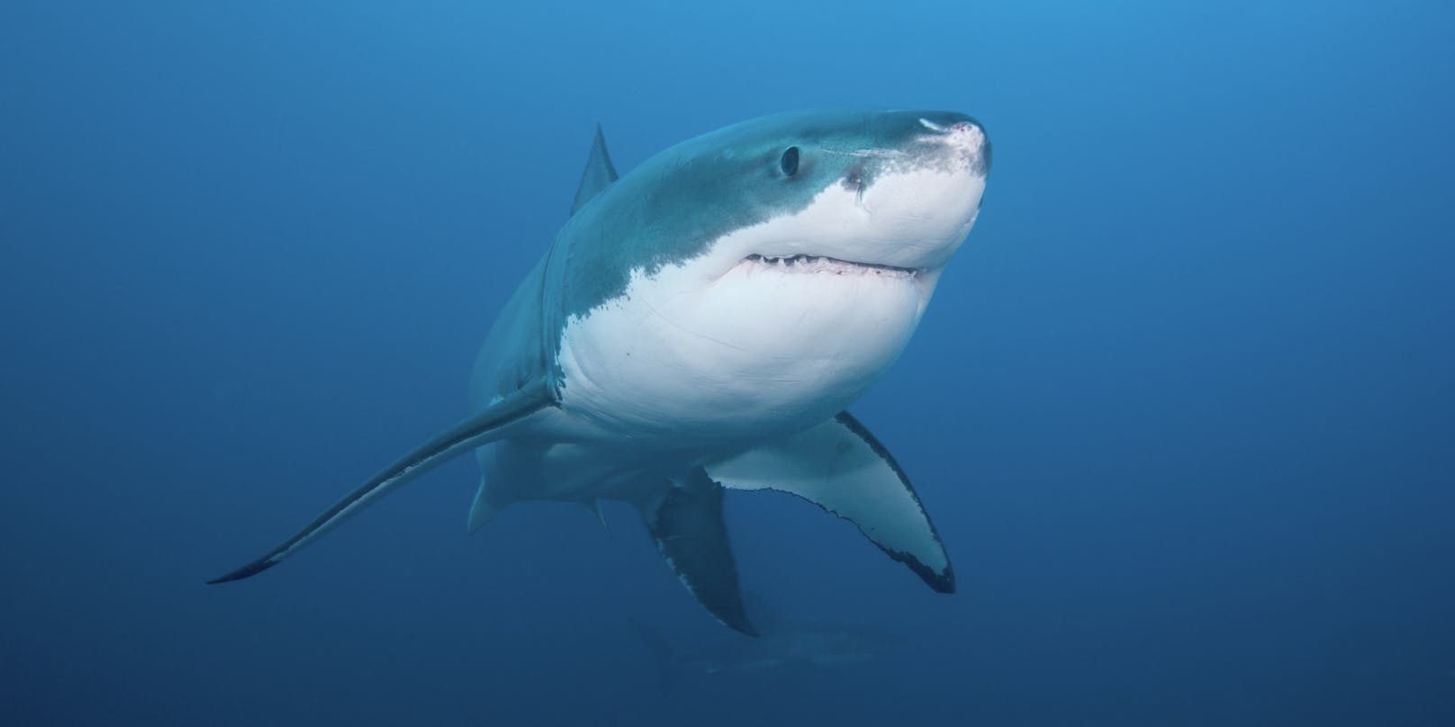 Es ist bereits die vierte tödliche Hai-Attacke in Australien in diesem Jahr.