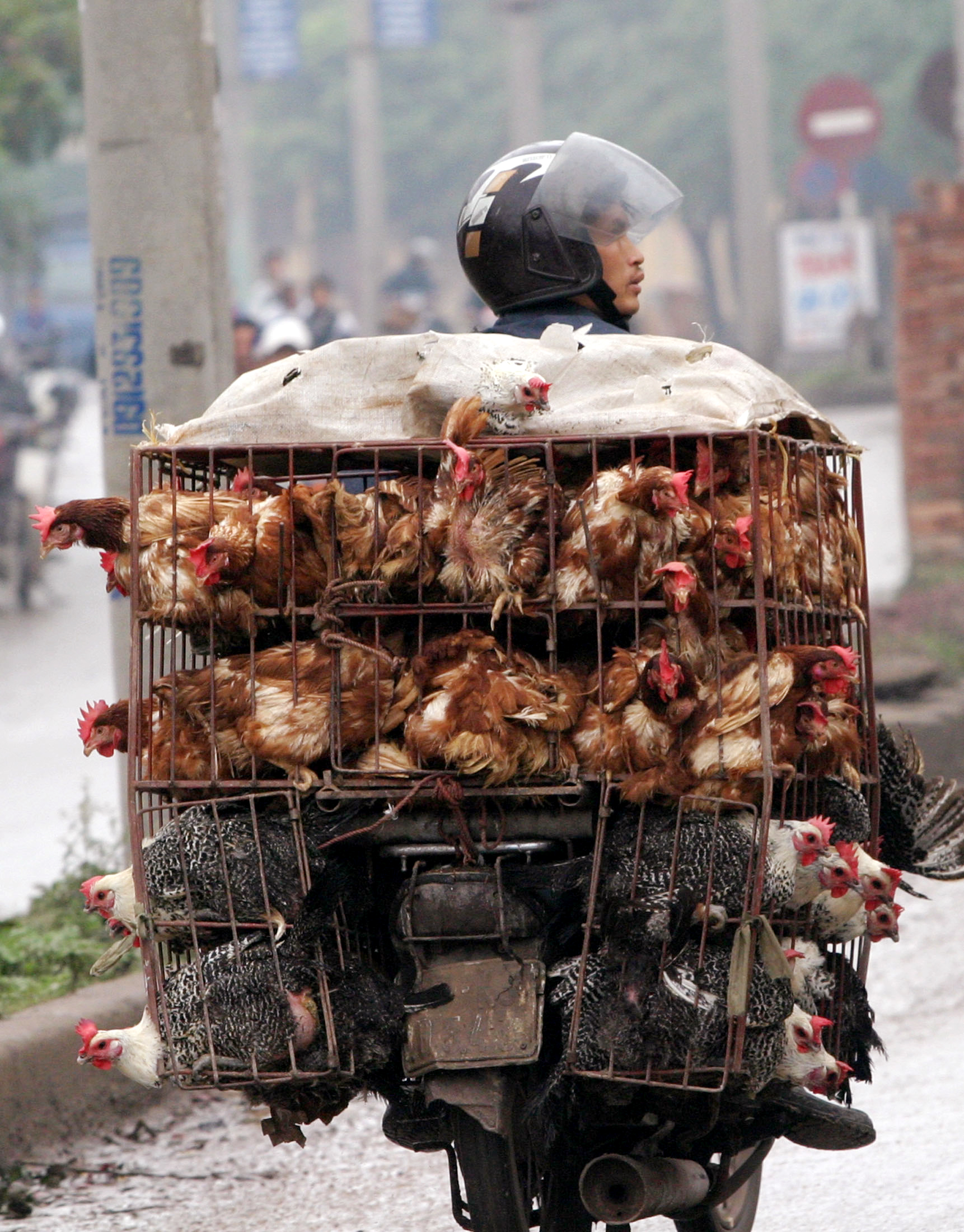 Lebendes Geflügel in Käfigen: auf chinesischen Märkten ein üblicher Anblick.