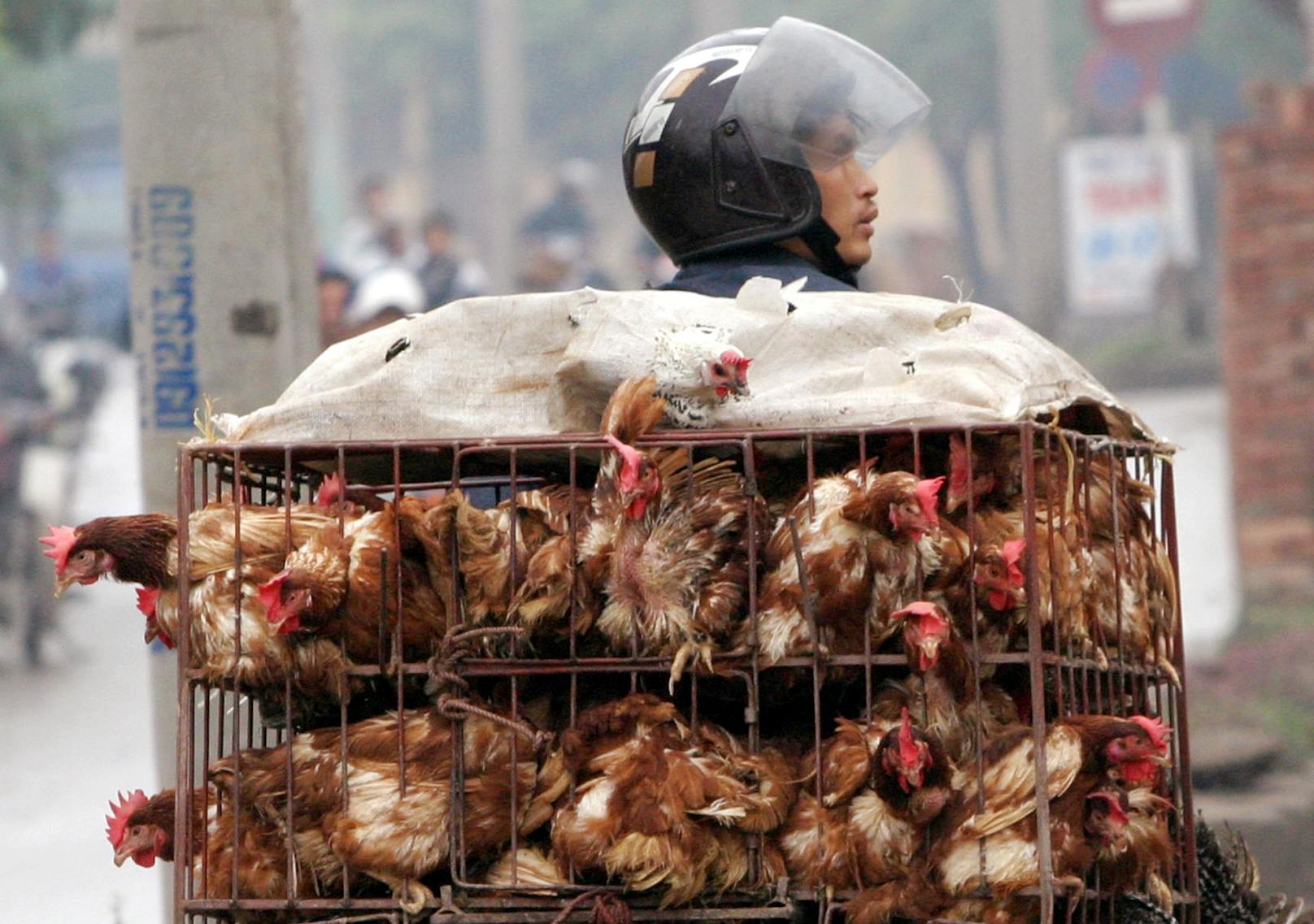 Lebendes Geflügel in Käfigen: auf chinesischen Märkten ein üblicher Anblick.