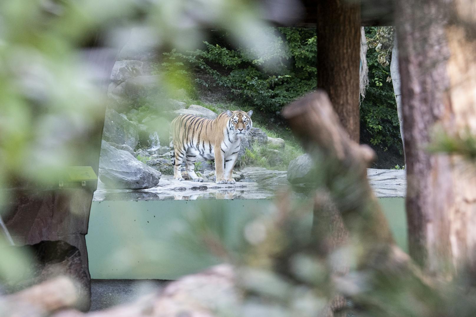 Tiger tötet Pflegerin: "Tier folgte seinem Instinkt"