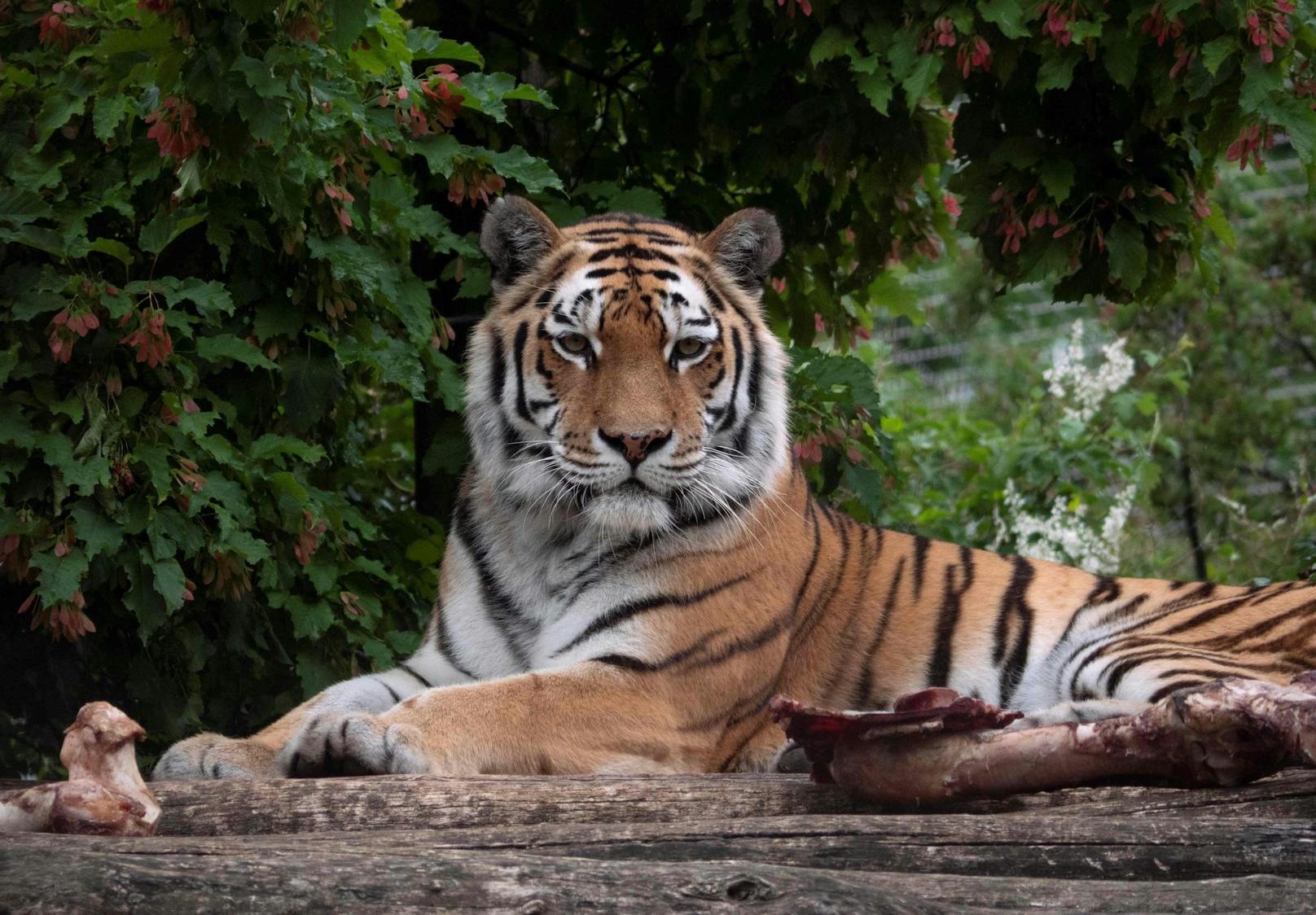Pflegerin getötet: Das passiert jetzt mit dem Tiger