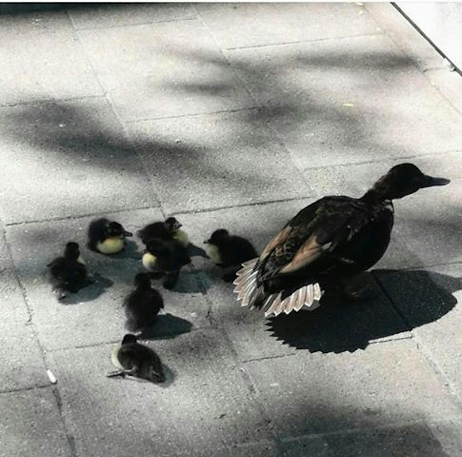 Eine süße Entenfamilie bekam am Sonntag auf der Mariahilfer Straße Polizeischutz