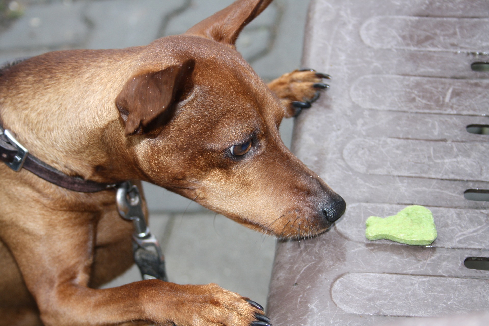 Giftköder-Alarm in OÖ: Acht Hunde vergiftet, einer tot Giftköder-Alarm in OÖ: Acht Hunde vergiftet, einer tot
