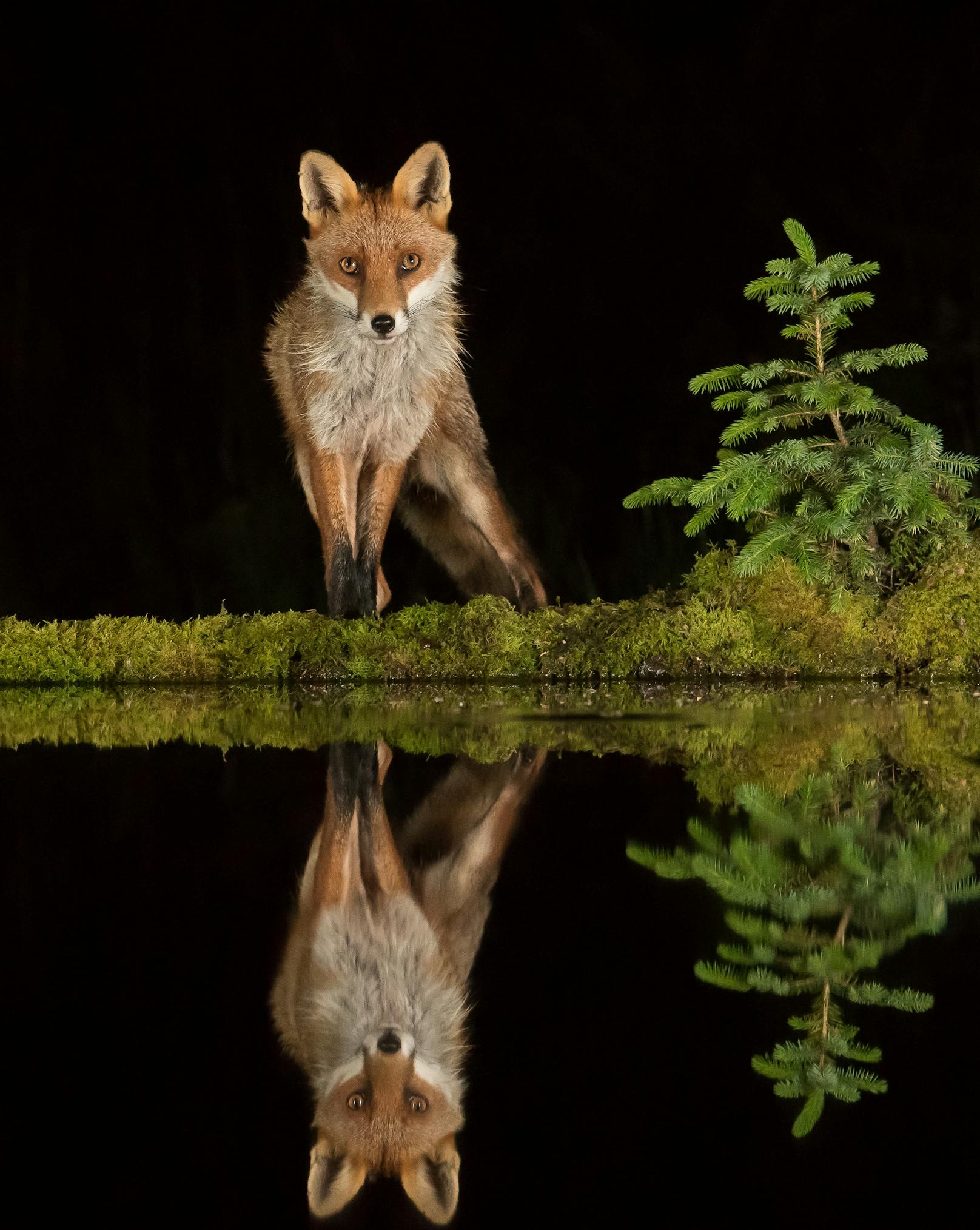 Der Fotograf wollte unbedingt einen Fuchs fotografieren. Nach fünf Tagen tauchte er endlich auf.