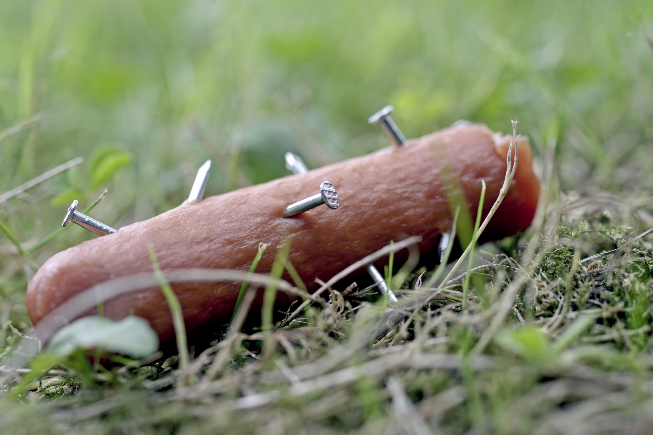 Diese Tricks schützen deinen Hund vor Giftködern Diese Tricks schützen deinen Hund vor Giftködern