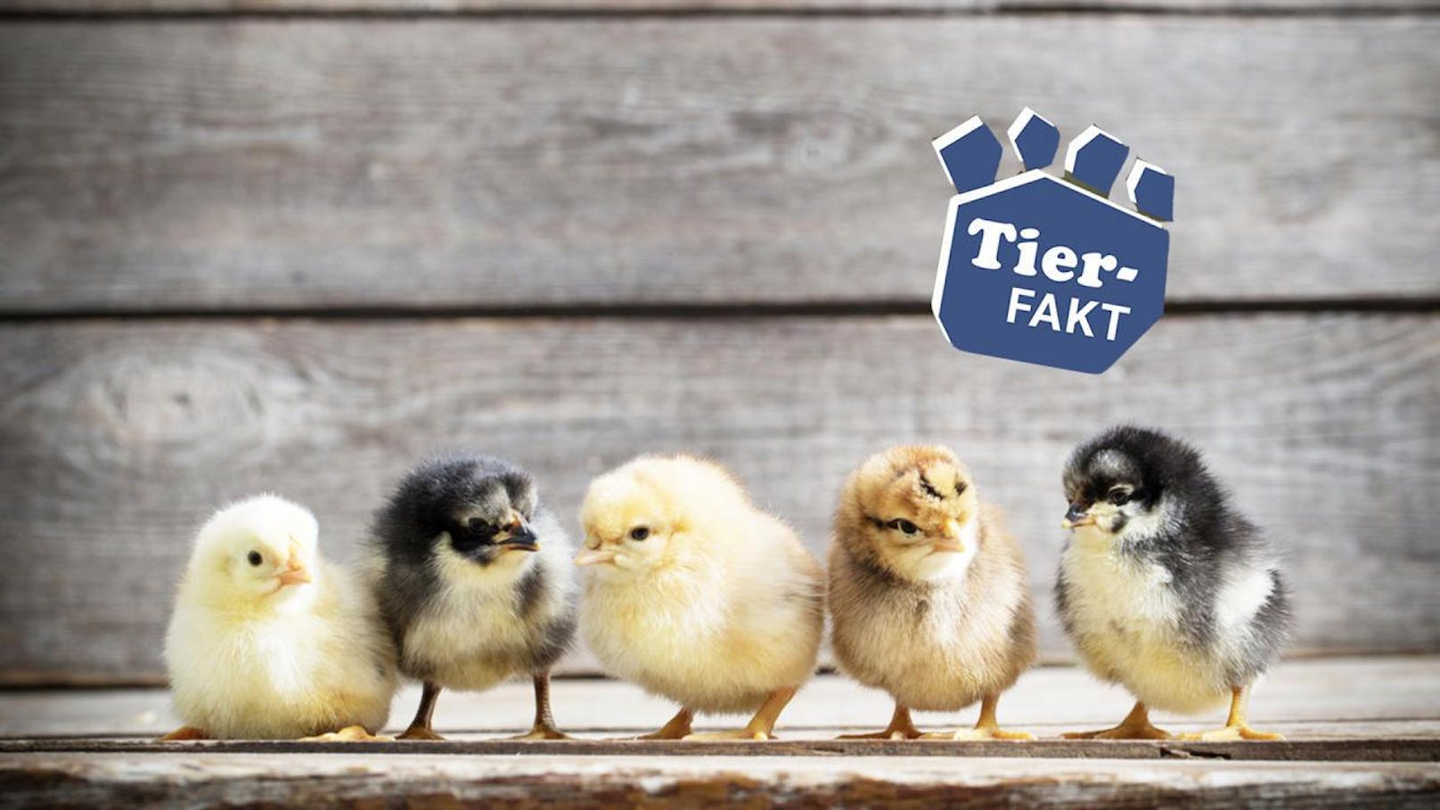Studie zeigt, dass Hühner klüger sind als gedacht. Sie können zählen - und das schon im Kindesalter. Italienische Forscher fanden in einem Experiment heraus, dass Küken zumindest bis 5 zählen können.