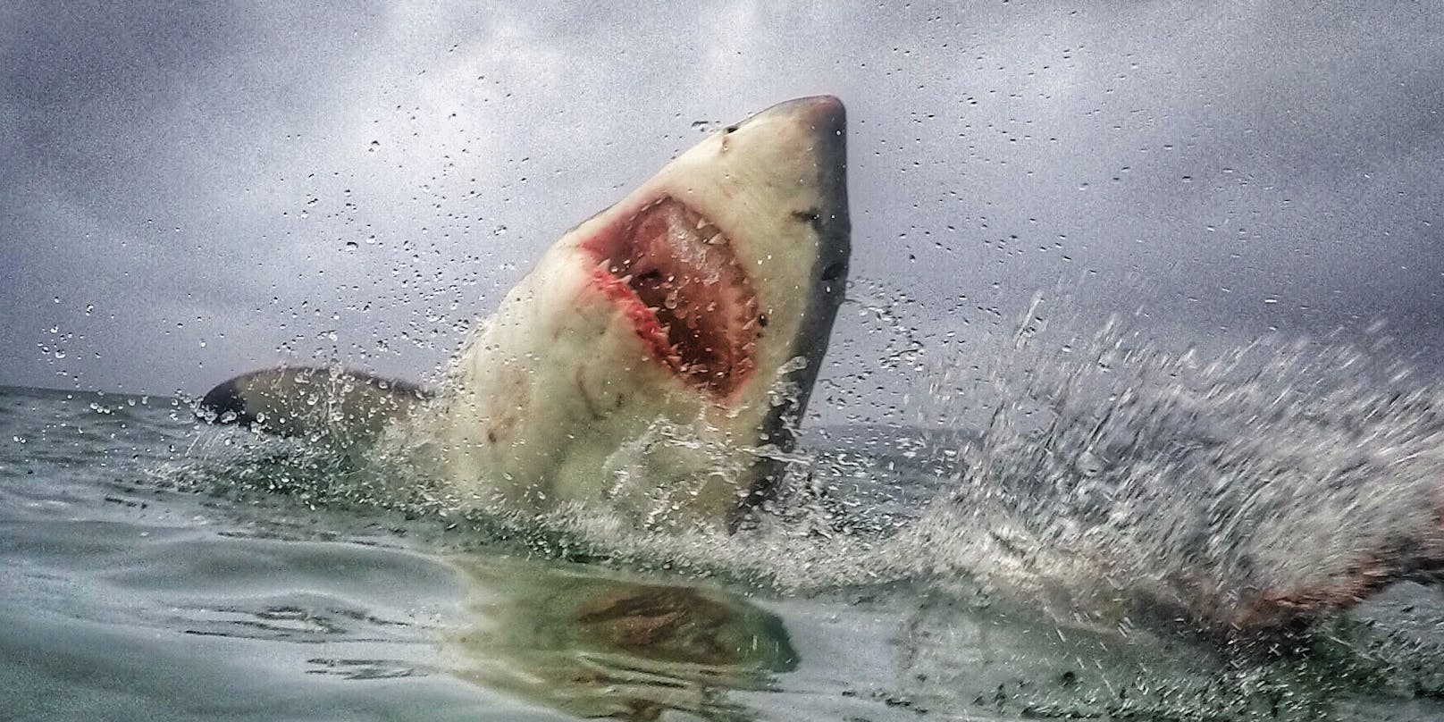Gefährliche Begegnung: Amanda Brewer fotografiert Haie aus nächster Nähe. 