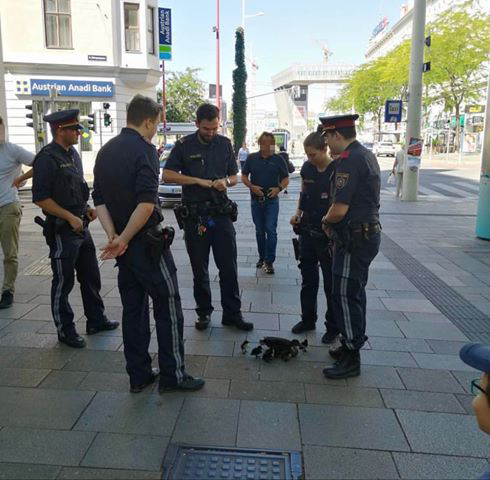 Eine süße Entenfamilie bekam am Sonntag auf der Mariahilfer Straße Polizeischutz