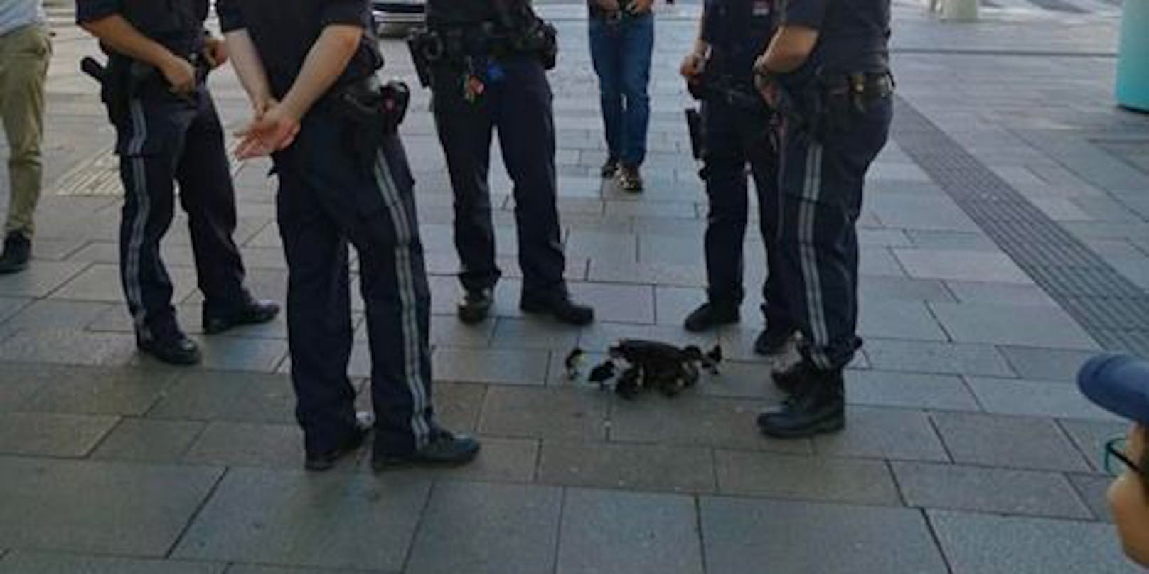 Eine süße Entenfamilie bekam am Sonntag auf der Mariahilfer Straße Polizeischutz