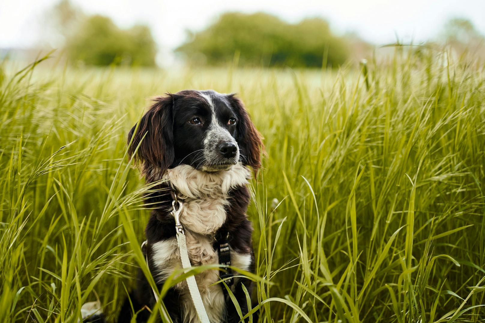Mit Training kann man Hunde vor Giftködern schützen.