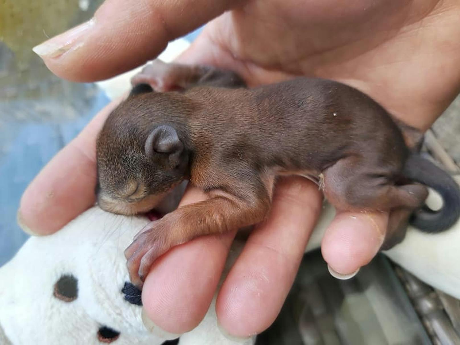 Eichkätzchen-Baby "Gustl" wird von der Tierrettung aufgepäppelt. 
