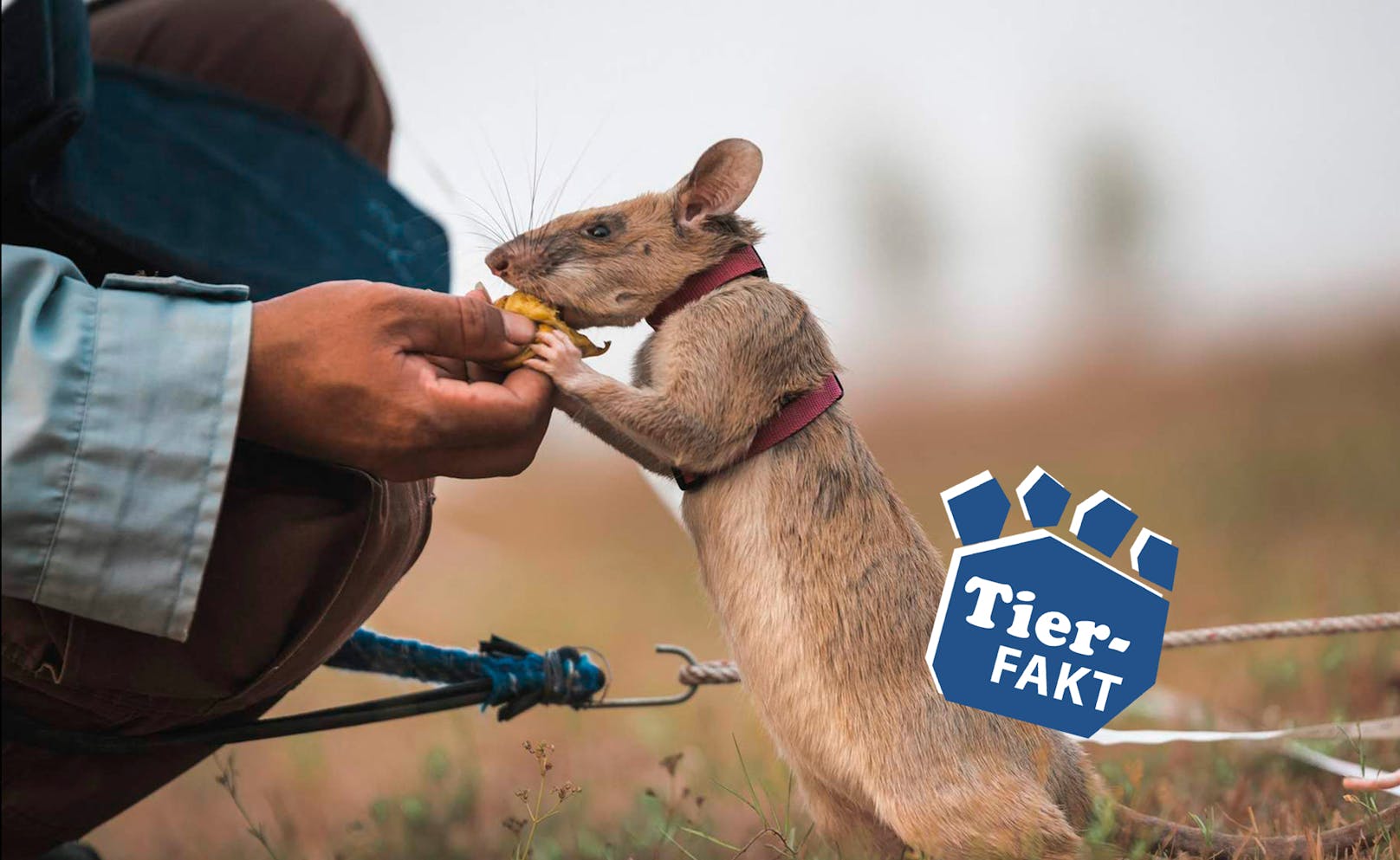 Diese Ratten retten Leben!  Die Organisation Apopo trainiert Afrikanische Hamsterratten darauf, Landminen zu erschnüffeln.  Sie werden dafür extra ausgebildet. Anders als Hunde überleben sie den Einsatz meist, weil sie so leicht sind. Die Ratten tragen so dazu bei, große Landstriche Afrikas zu entminen und das Land wieder für die Bevölkerung nutzbar zu machen.