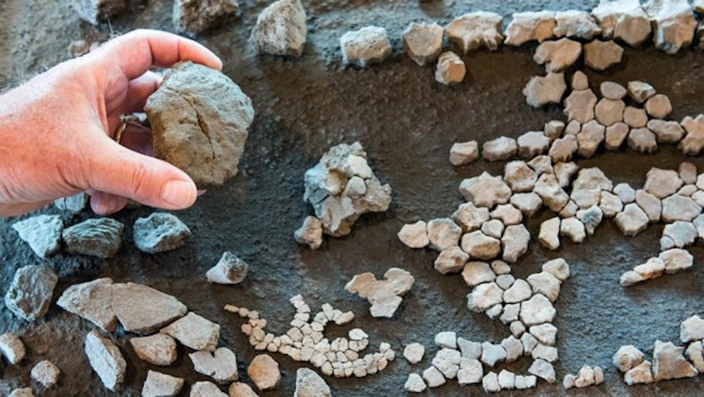 In Deutschland entdeckte ein Team von Archäologen die Knochen einer elf Millionen Jahre alten Lederschildkröte. 