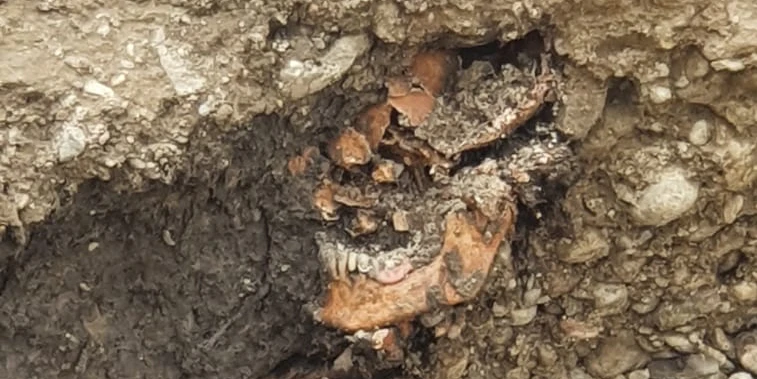Auf einer Baustelle in St. Pölten wurde am Dienstag ein Skelett entdeckt.