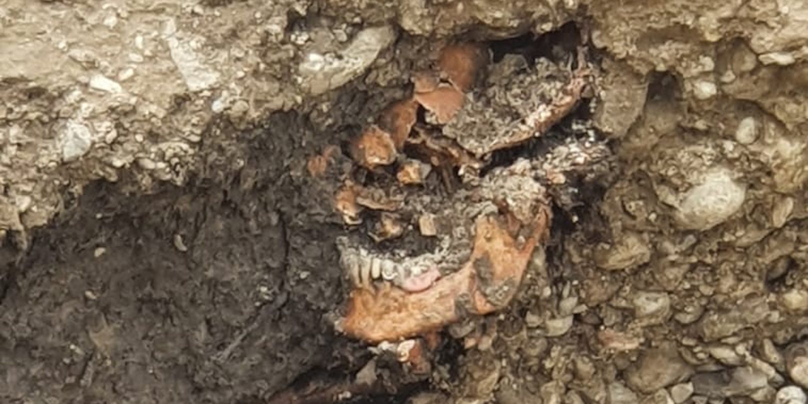 Auf einer Baustelle in St. Pölten wurde am Dienstag ein Skelett entdeckt.